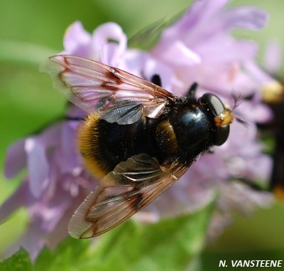 Volucella bombylans